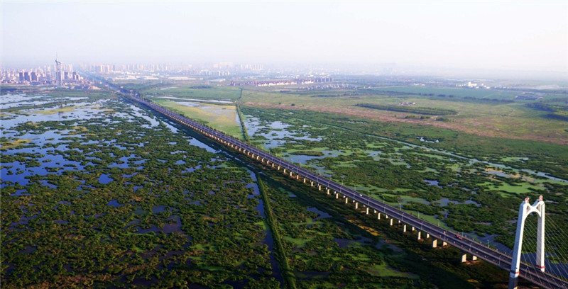 这是大庆龙凤湿地大桥横跨龙凤湿地自然保护区（7月4日摄）。