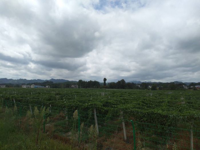 好大一片百香果基地