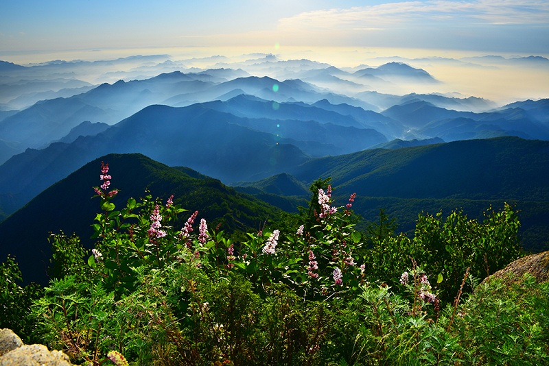 雾灵山山花烂漫