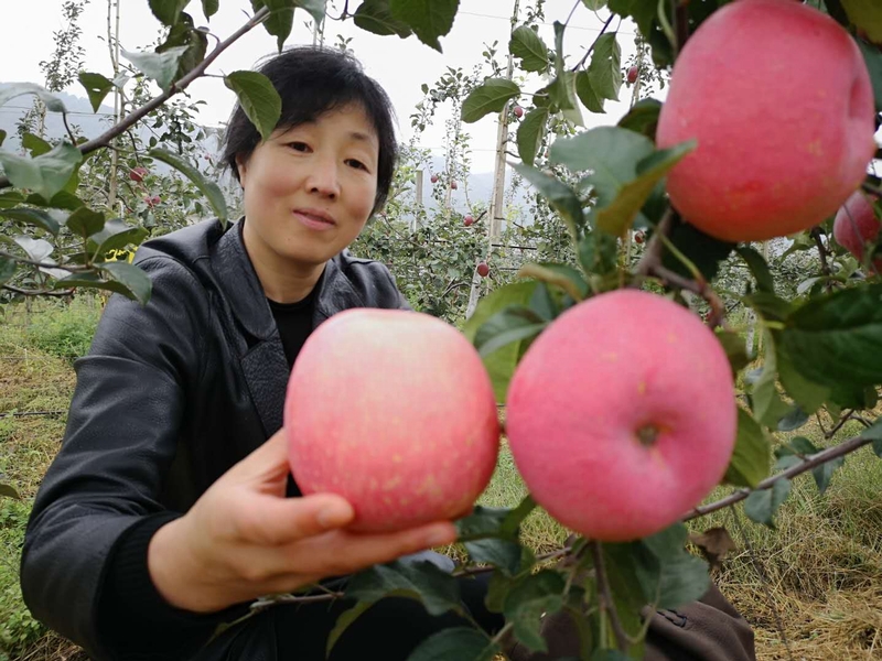 游客对树上的苹果爱不释手。