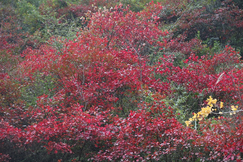 图6：巫山农家乐周边多有红叶美景，日前高山红叶绽露红颜迎客   唐探峰摄