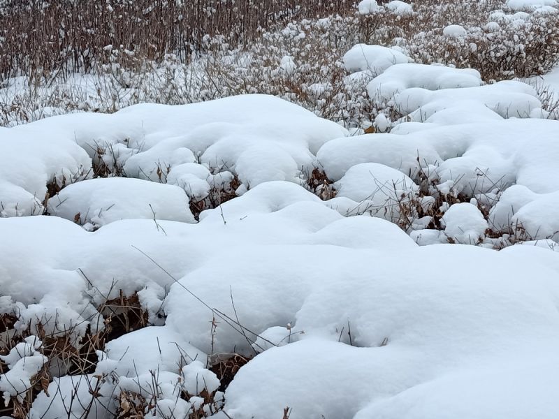 白雪覆盖的植被