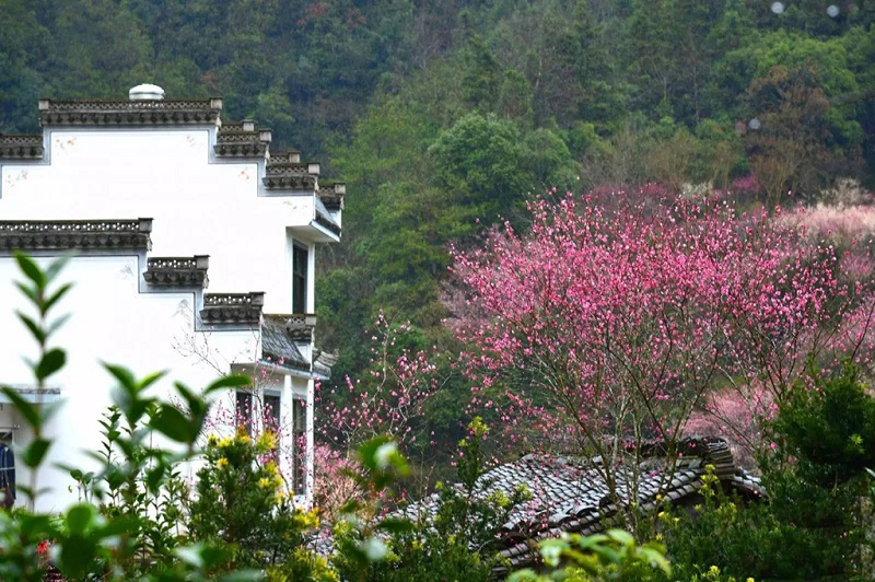 徽州桃花坝春日