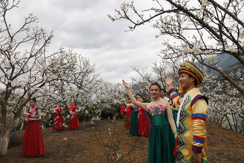 图11：长江三峡巫山李花节花海恋云好迎客。唐探峰摄