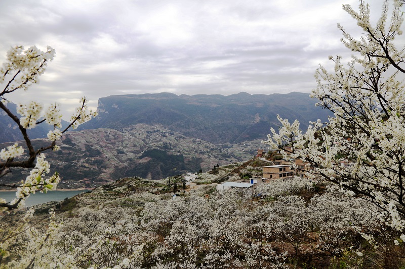 图5：长江三峡巫山花海长廊李花如雪。唐探峰摄