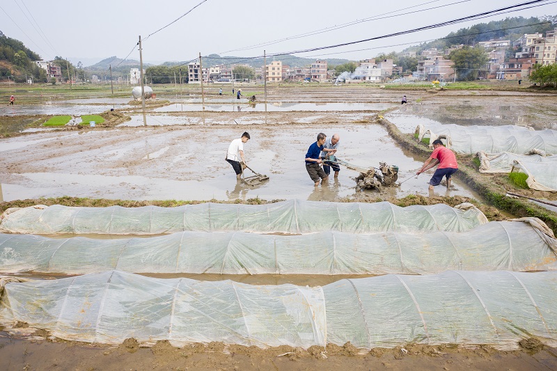 12、2021年3月13日，在广西壮族自治区梧州市万秀区夏郢镇答涓村，一片繁忙的春耕景象，村民正在水田里抢插水稻。（何华文）