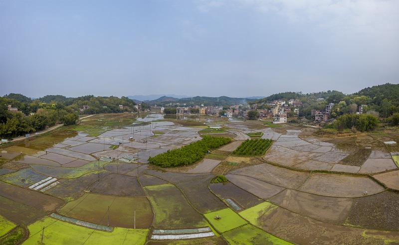 14、2021年3月13日，在广西壮族自治区梧州市万秀区夏郢镇答涓村，一片繁忙的春耕景象，村民正在水田里抢插水稻。（何华文）