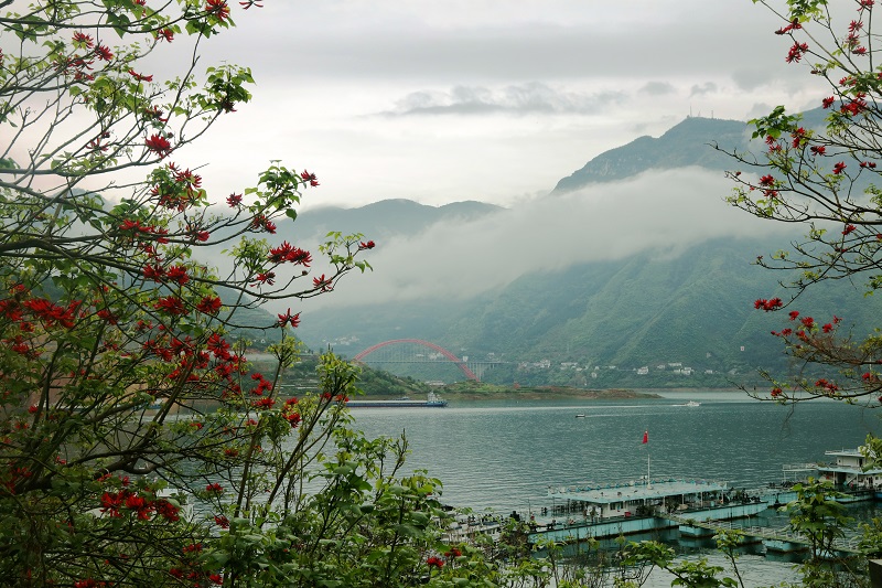 图2：巫山彩龙腾飞平湖港区成壮景。唐探峰摄