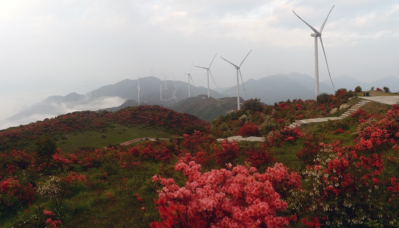 八卦脑上与风电同框的映山红