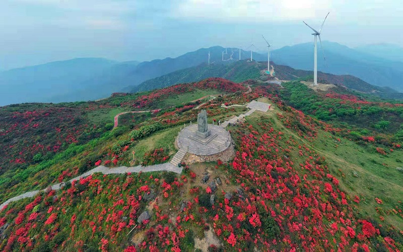 八卦脑云顶主峰，风电与映山红相配更美