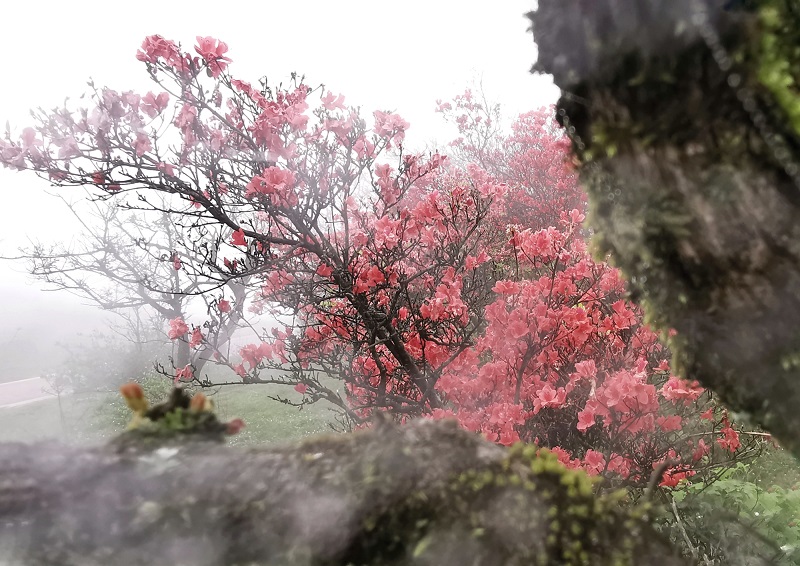 雾中看花花更媚