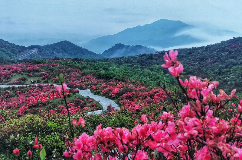 映山红的爱情之道