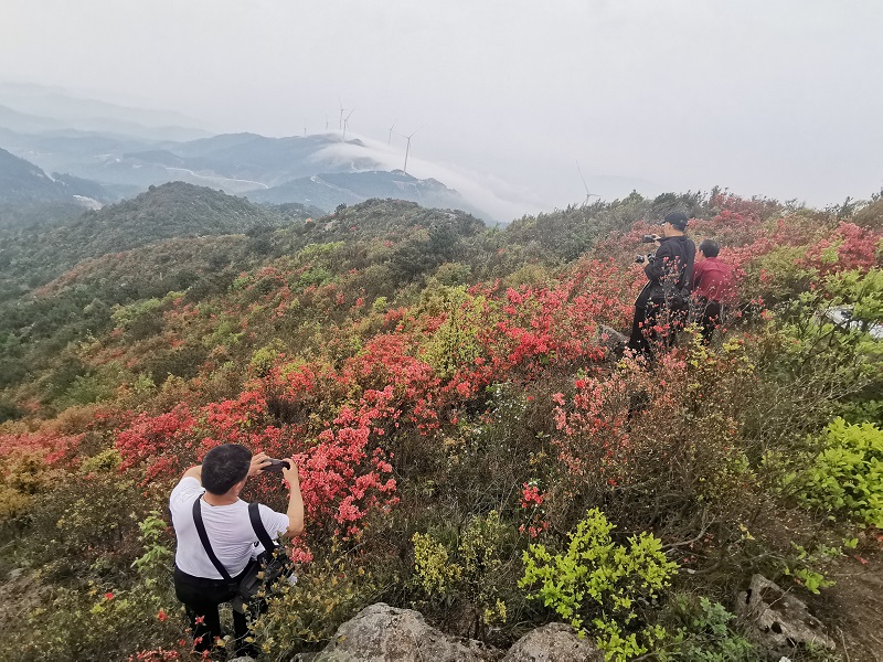 游人喜落花丛中