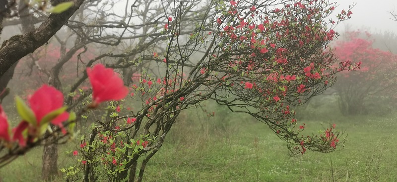 雨雾矇眬花更艳