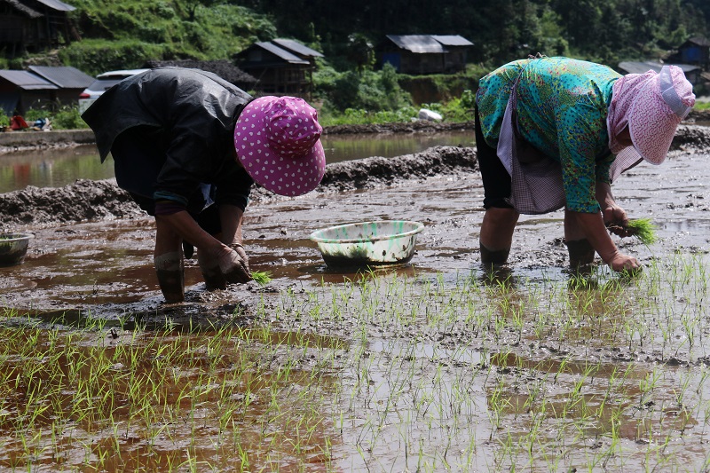 2021年5月1日，贵州省从江县加勉乡村民们在田间寄秧1