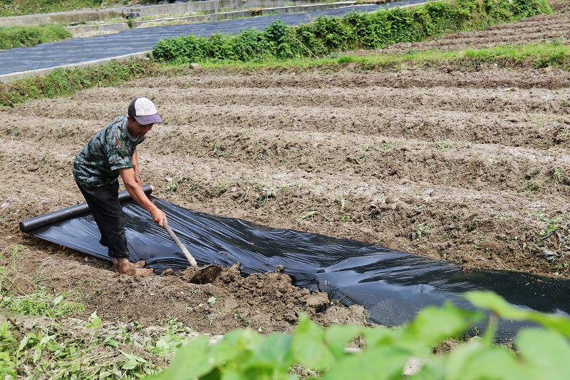 2021年5月1日，贵州省从江县加勉乡一村民们在田间铺盖辣椒膜