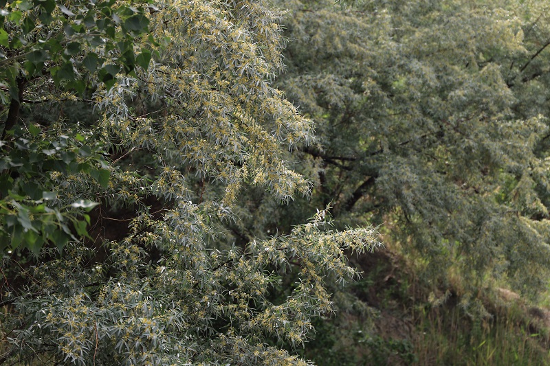 山坡上茂盛的沙枣树