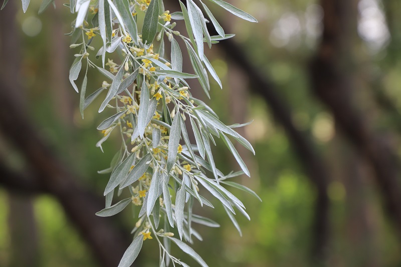 一枝沙枣花