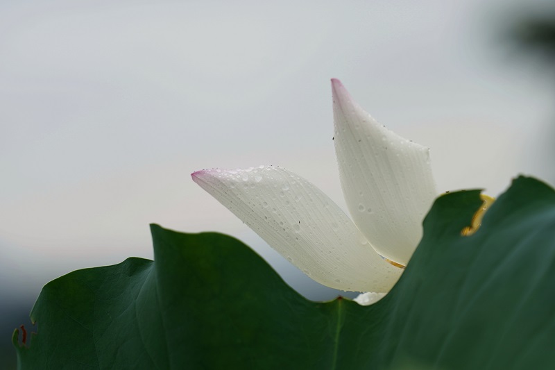 雾里看花 (2)