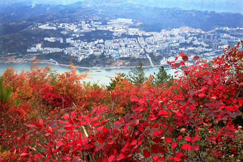 图11：县城披彩霞。唐探峰摄于巫山县城。