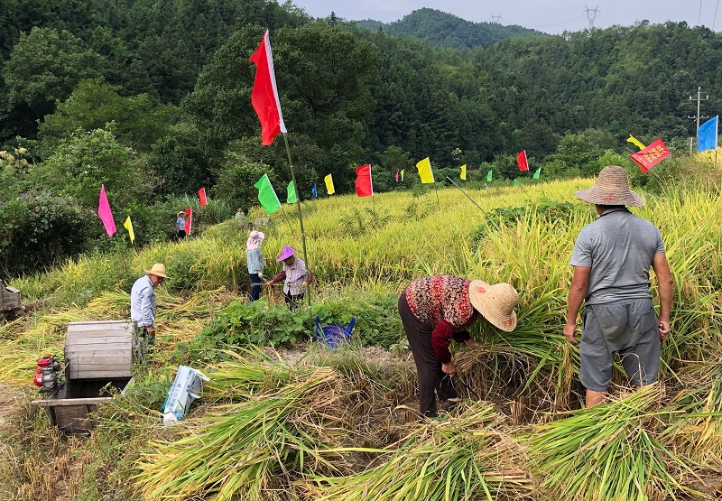 稻花香里“赛”丰年。