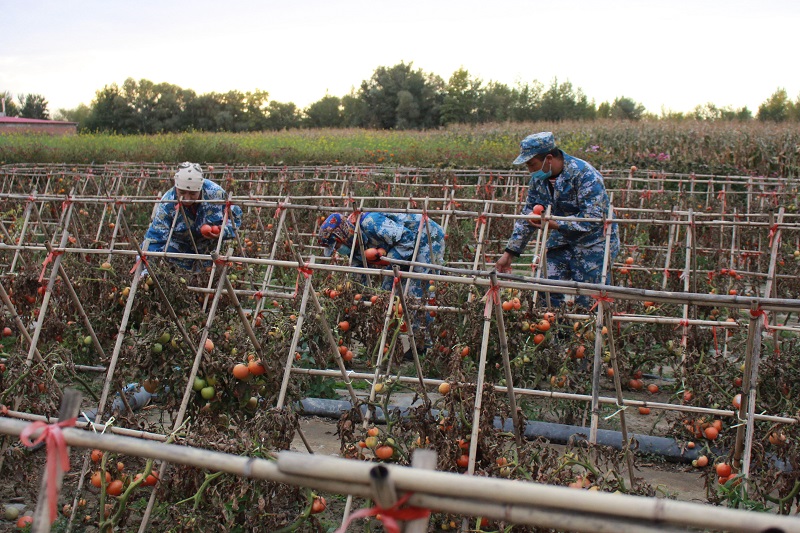 来自和田地区墨玉县的务工青年阿布都外力江·麦提库尔班和工友们正在基地劳作 (1)