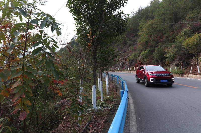 图3：乡村旅游路行道树成风景线迎客。2021年11月15日，摄于重庆巫山县城至官渡镇公路。唐探峰