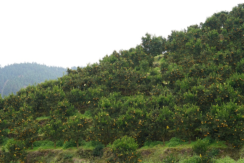 岑报寨椪柑种植地。（潘友婷 摄）