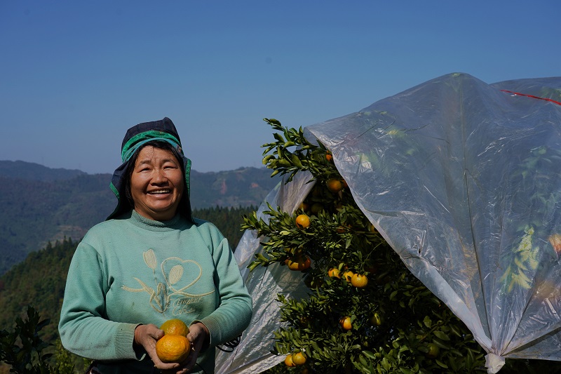 在贾正贤椪柑地里，果农正采摘椪柑乐开怀。（潘友婷 摄）