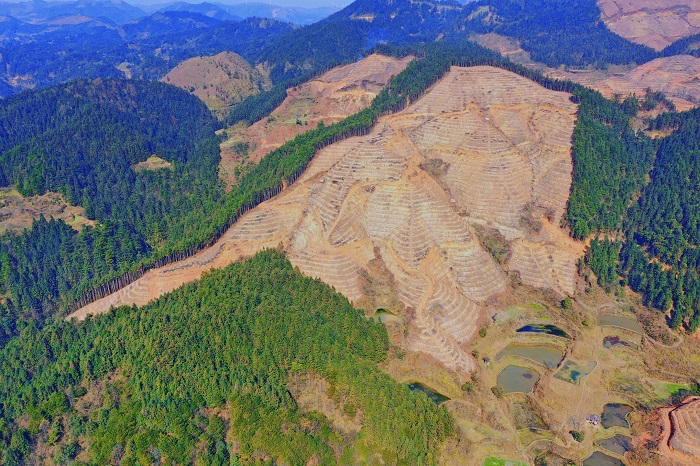 罗里乡五湖村新建的油茶基地