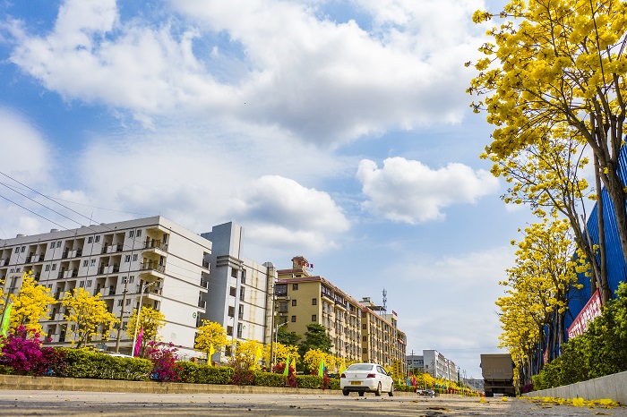 3、2022年3月13日，广西梧州市万秀区高新区园区三路越洲道路两旁的黄风铃花盛开，宛若黄金洒满大道，呈现出一片金黄美景，成为园区道路中一道靓丽的风景线。（何华文）