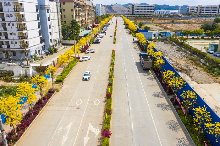 13、2022年3月13日，广西梧州市万秀区高新区园区三路越洲道路两旁的黄风铃花盛开，宛若黄金洒满大道，呈现出一片金黄美景，成为园区道路中一道靓丽的风景线。（何华文）