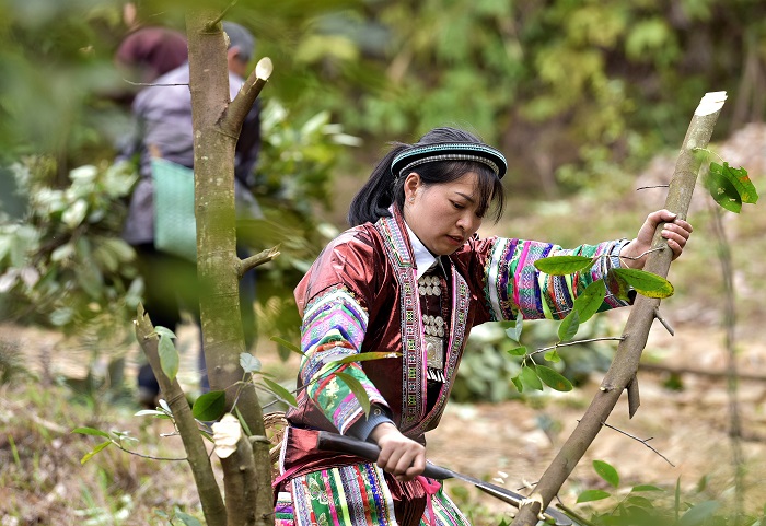 3月15日，在贵州省从江县西山镇高脚村，村民在3000亩瑶药种植基地采收瑶药原材料。4