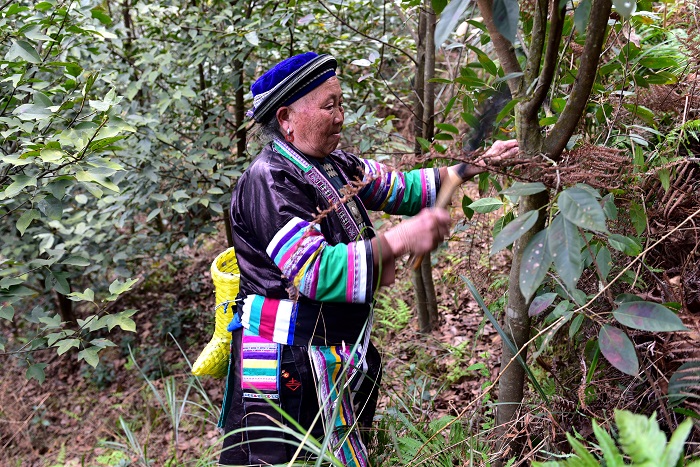 3月15日，在贵州省从江县西山镇高脚村，村民在3000亩瑶药种植基地采收瑶药原材料。10