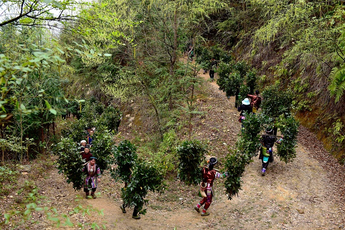 3月15日，在贵州省从江县西山镇高脚村，村民在3000亩瑶药种植基地采收瑶药原材料。12