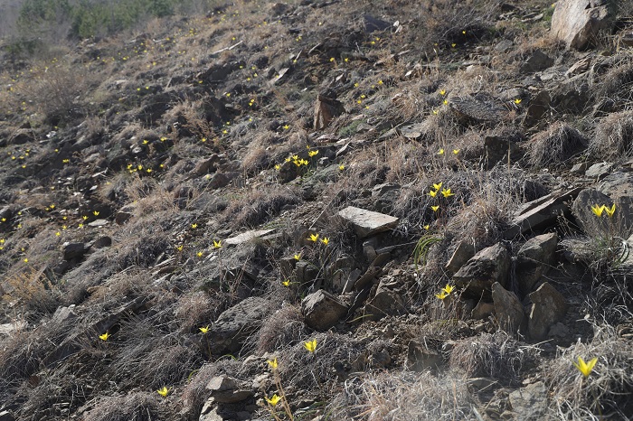 这是4月16日在新疆阿勒泰地区境内的阿尔泰山一处山坡拍摄的野生郁金香。 (9)