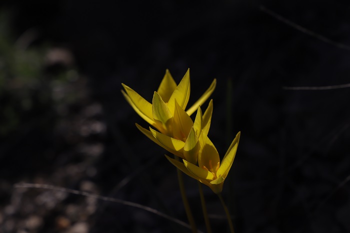 这是4月16日在新疆阿勒泰地区境内的阿尔泰山一处山坡拍摄的野生郁金香。 (10)