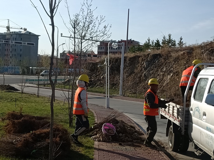 4月25日，阿勒泰市的园林工人正在拉运小树苗。