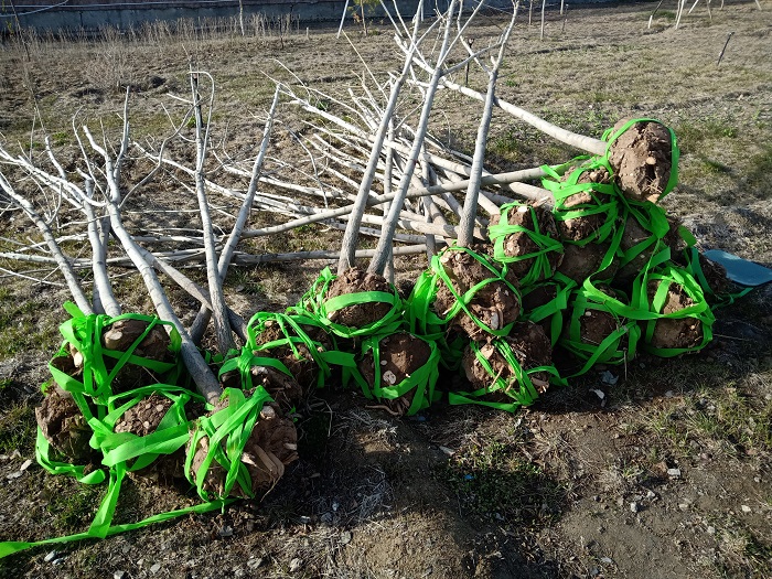 堆放在路边待种植的树木（4月25日拍摄于阿勒泰市）。