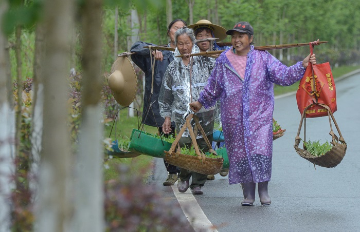 春雨急急作秧田