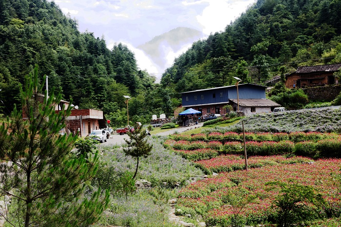 图3：摩天岭花谷云雨山如莲花艳。唐探峰摄