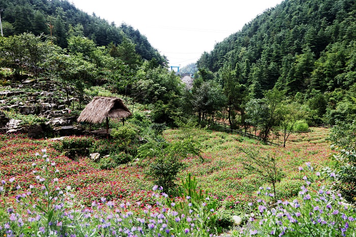 图4：摩天岭花谷扮靓葱翠青山。唐探峰摄