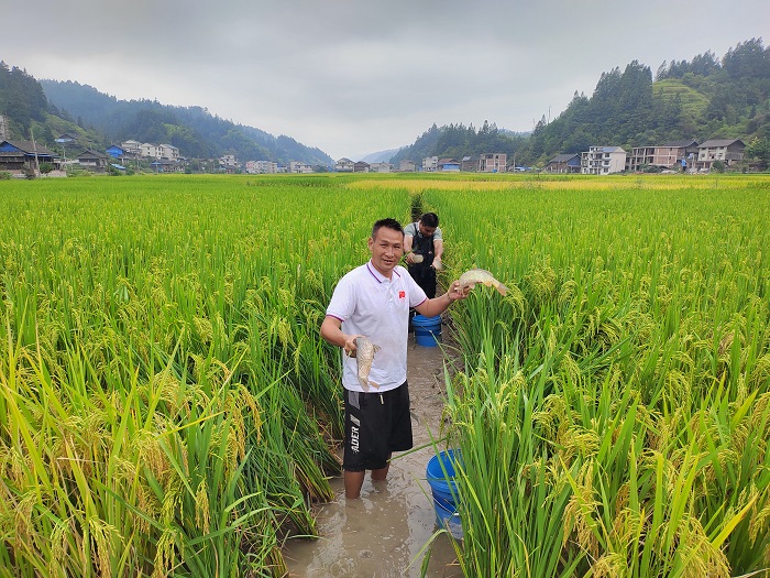 黎平坝寨乡“稻田鱼”综合种养示范项目测产现场图片