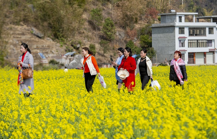 2023年2月25日，游人在贵州省黔东南苗族侗族自治州从江县洛香镇上皮林村油菜花田间赏花游玩。 (2)