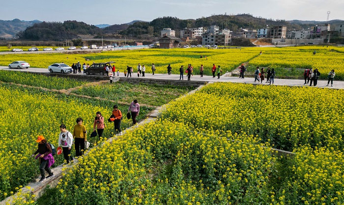 2023年2月25日，游人在贵州省黔东南苗族侗族自治州从江县洛香镇上皮林村油菜花田间赏花游玩。 (1)