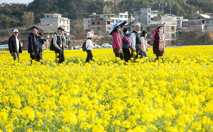 2023年2月25日，游人在贵州省黔东南苗族侗族自治州从江县洛香镇上皮林村油菜花田间赏花游玩。 (8)