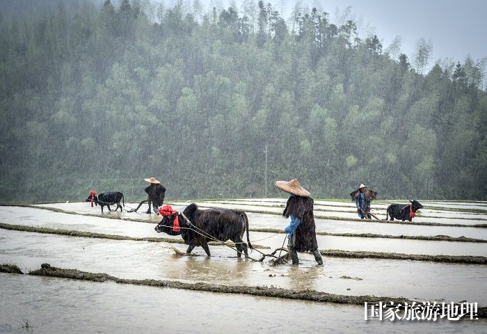 淅淅沥沥的雨中春耕生产的艰辛。