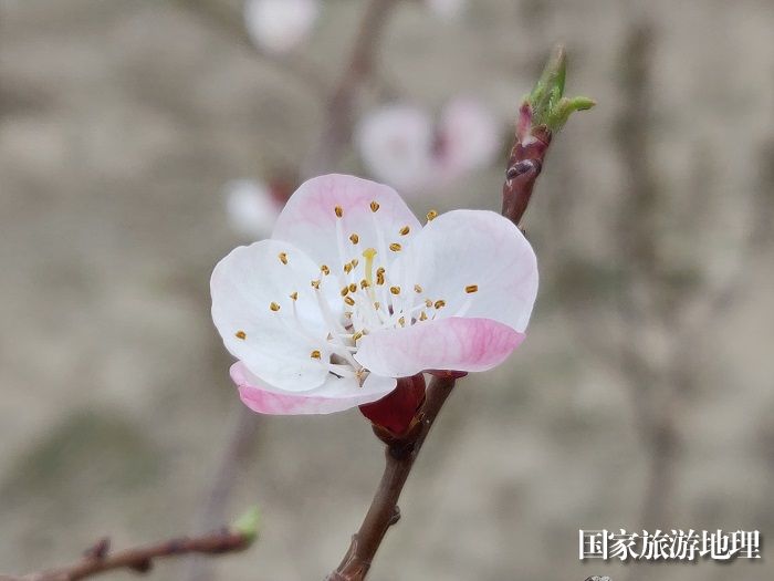 新疆福海：共赴一场春暖花开，摄影胡玉萍3