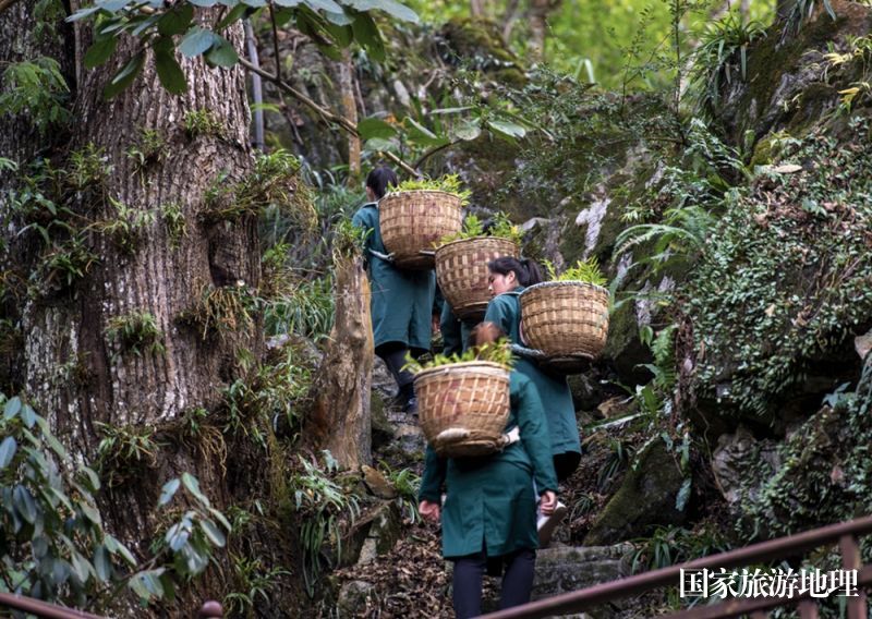 11月24日，广西雅长兰科植物国家级自然保护区兰科植物繁育实验中心工作人员正在前往野外准备进行组培兰花种苗野外回归种植。（何华文  摄）