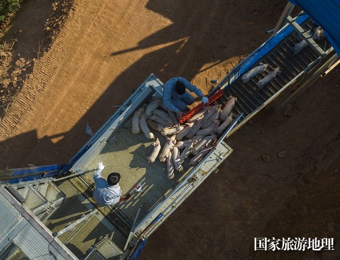 6、2023年12月27日，工作人员在广西梧州市万秀区夏郢镇生态猪养殖场利用专用通道把猪仔赶进猪舍安家。（何华文）